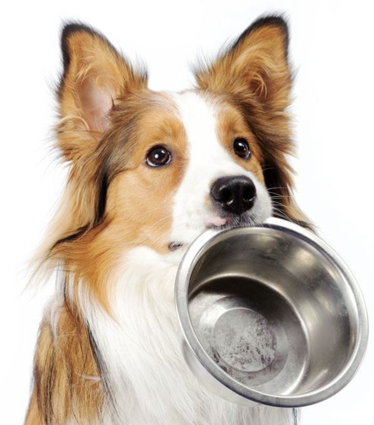 Alimento Húmedo para Perro y Gato