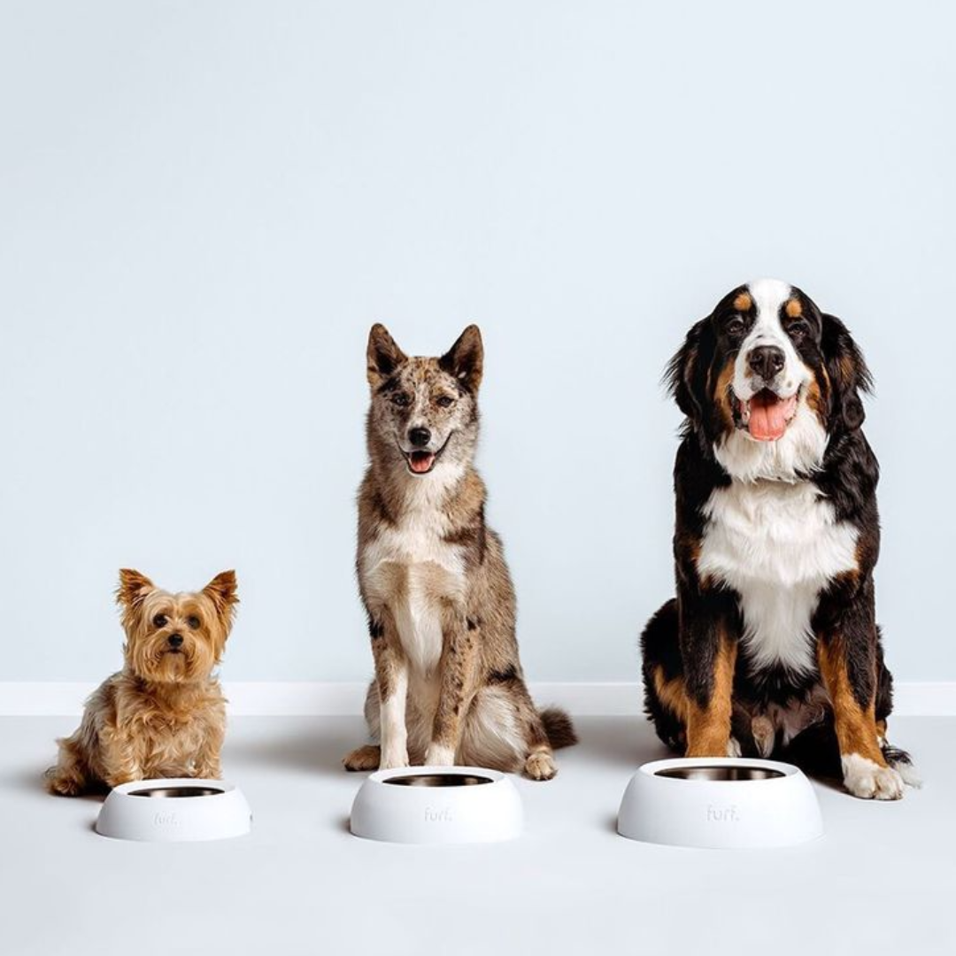 Alimento Natural para Perro