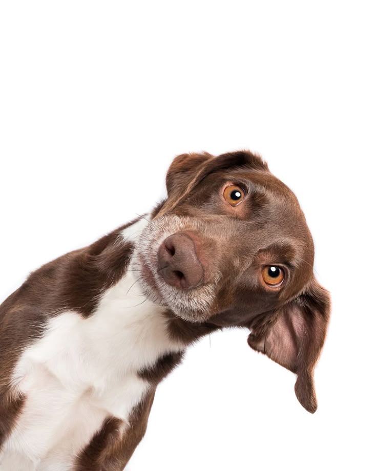 Productos para Perros | Alimento, Premios y Accesorios — CatCan Tienda para Perros en México | Todo para tu Mascota — CatCan
