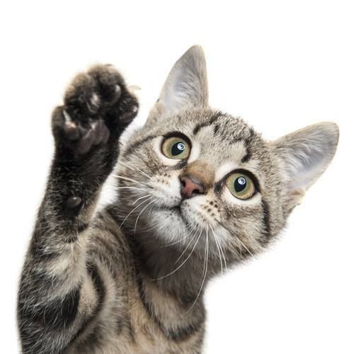 Productos para Gatos | Alimento, Premios y Accesorios — CatCan