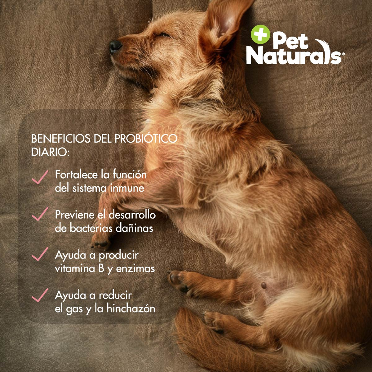 Daily Probiotic para Perros – Soporte Digestivo Diario