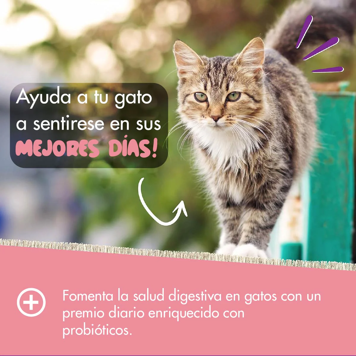 Daily Probiotic para Gatos – Soporte Digestivo Diario