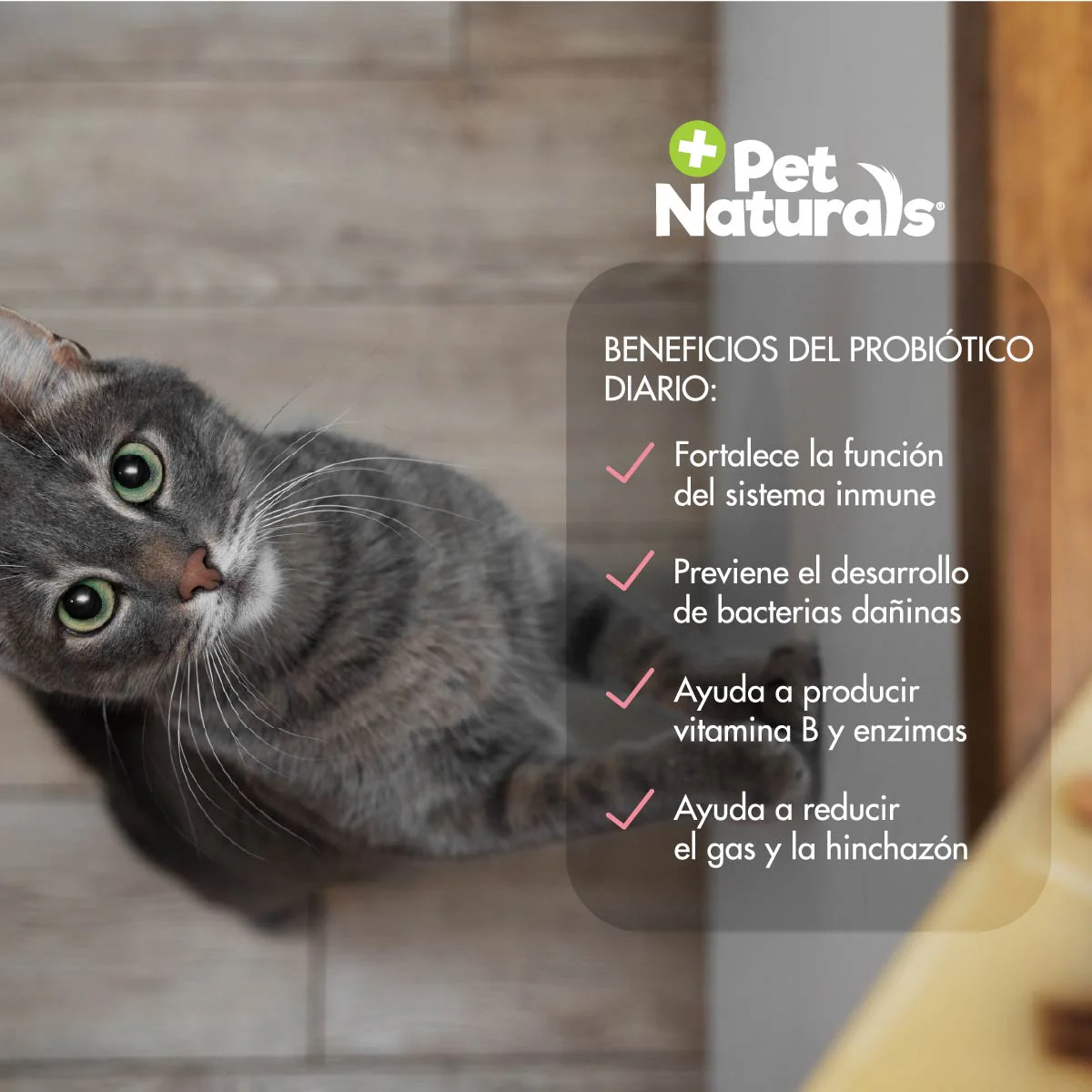 Daily Probiotic para Gatos – Soporte Digestivo Diario
