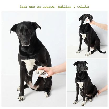 Toallitas Húmedas para Perros Hipoalergénicas – Aroma Lavanda 100 pzs